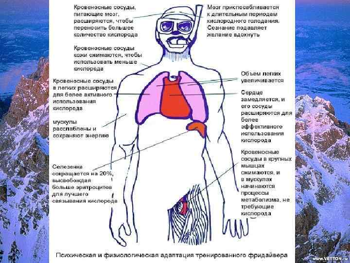 Экстренная адаптация к гипоксии схема