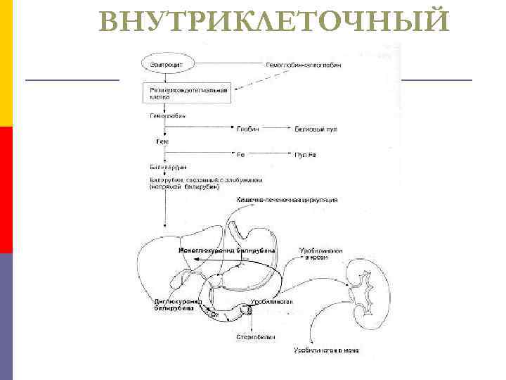 ВНУТРИКЛЕТОЧНЫЙ 