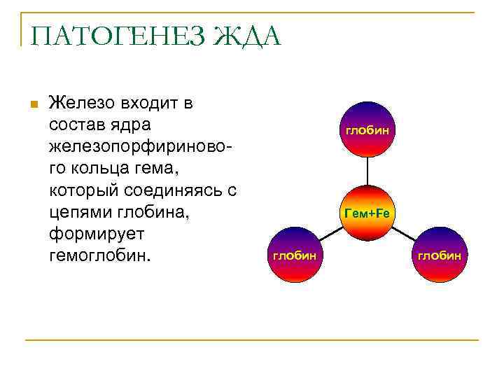 ПАТОГЕНЕЗ ЖДА n Железо входит в состав ядра железопорфиринового кольца гема, который соединяясь с