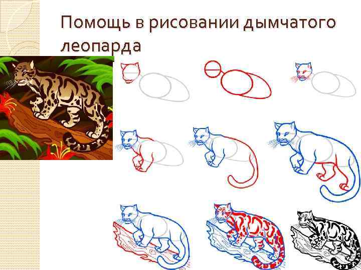 Тайваньский дымчатый леопард рисунок