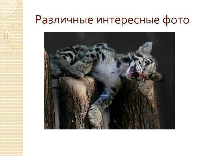 Различные интересные фото 