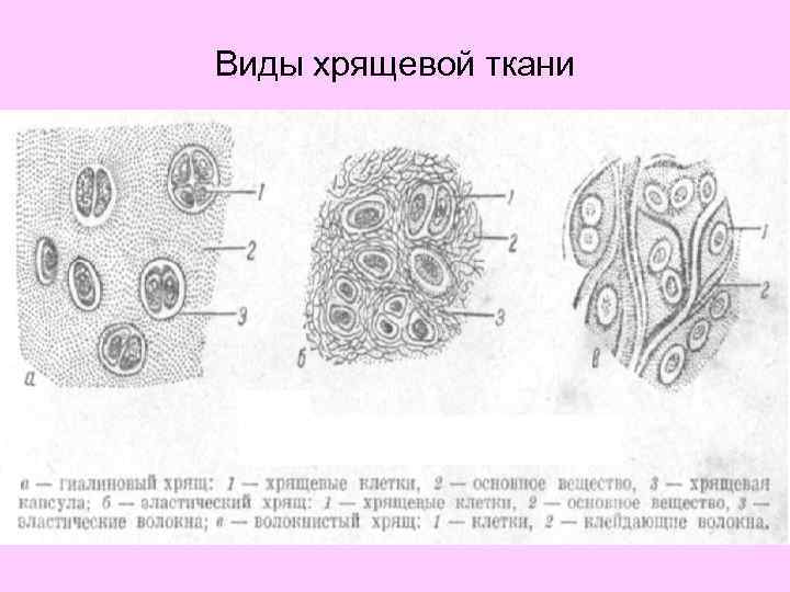 Хрящ ткань рисунок