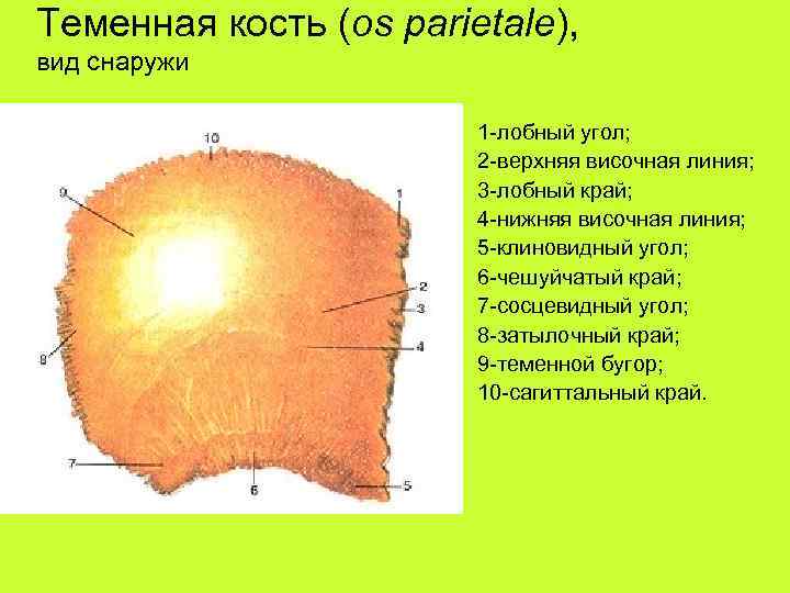 Теменная кость (os parietale), вид снаружи 1 -лобный угол; 2 -верхняя височная линия; 3