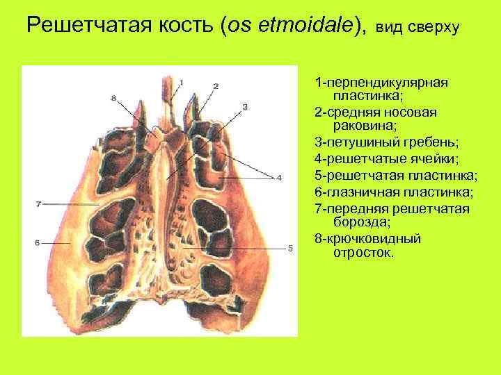 Решетчатая кость (os etmoidale), вид сверху 1 -перпендикулярная пластинка; 2 -средняя носовая раковина; 3