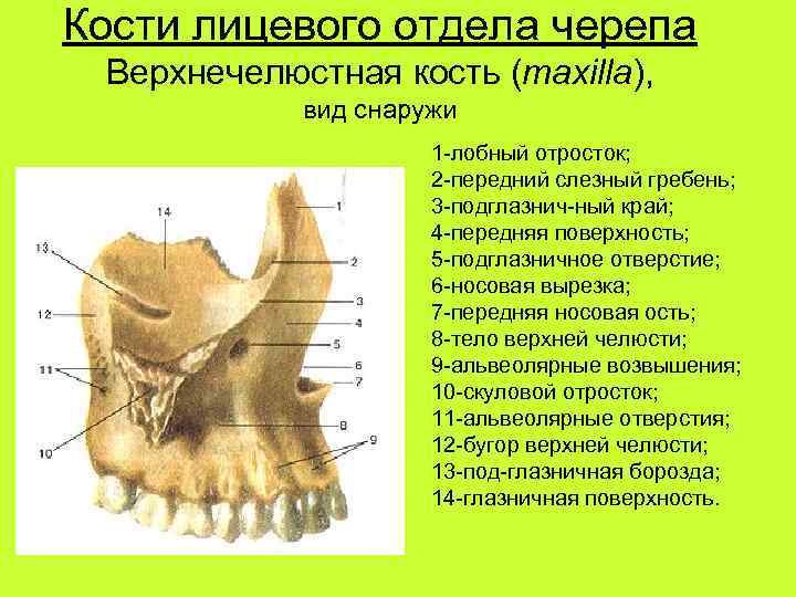 Кости лицевого отдела черепа Верхнечелюстная кость (maxilla), вид снаружи 1 -лобный отросток; 2 -передний