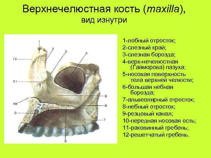 Верхнечелюстная кость (maxilla), вид изнутри 1 -лобный отросток; 2 -слезный край; 3 -слезная борозда;