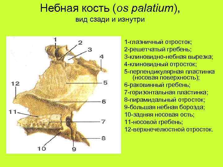 Небная кость (os palatium), вид сзади и изнутри 1 -глазничный отросток; 2 -решетчатый гребень;