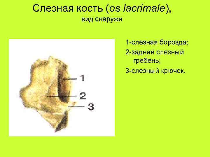 Слезная кость (os lacrimale), вид снаружи 1 -слезная борозда; 2 -задний слезный гребень; 3