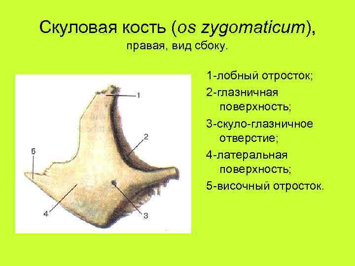 Скуловая кость анатомия картинки