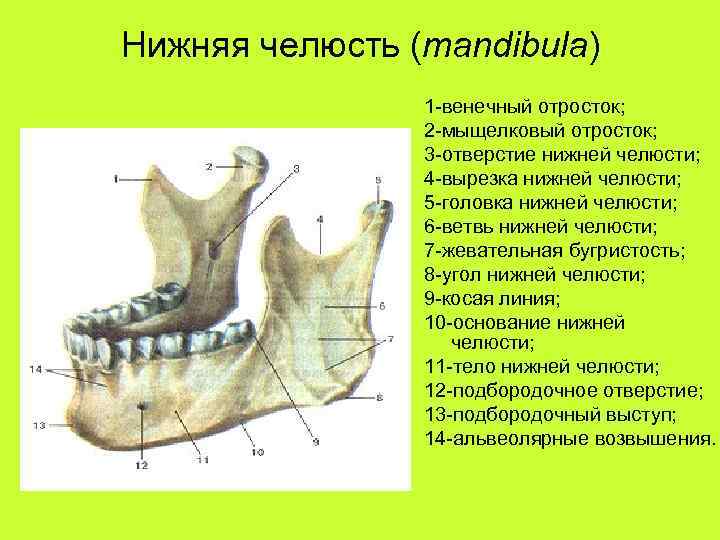 Нижняя челюсть (mandibula) 1 -венечный отросток; 2 -мыщелковый отросток; 3 -отверстие нижней челюсти; 4