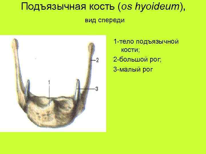 Подъязычная кость (os hyoideum), вид спереди 1 -тело подъязычной кости; 2 -большой рог; 3