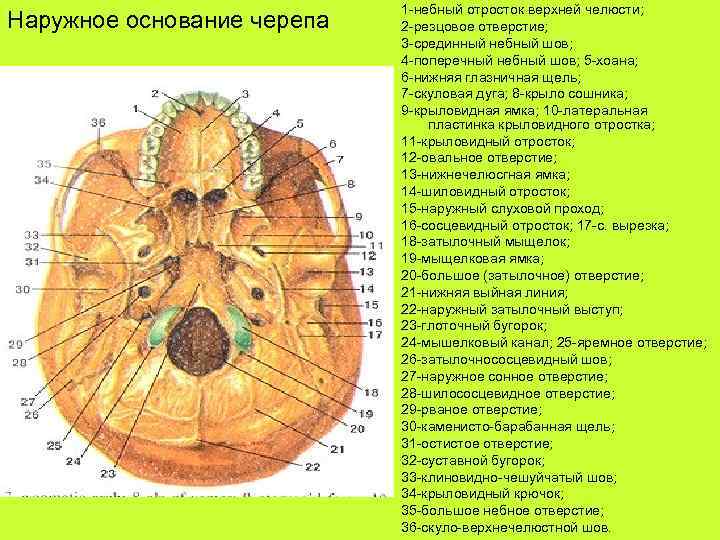 Наружное основание черепа 1 -небный отросток верхней челюсти; 2 -резцовое отверстие; 3 -срединный небный