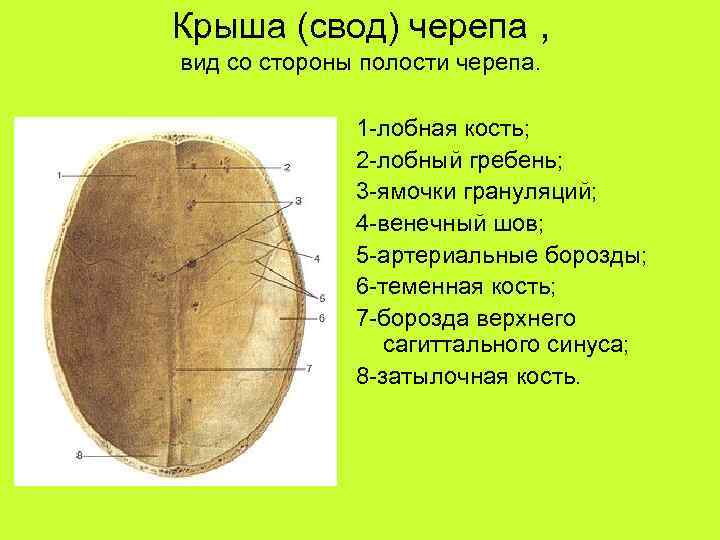 Крыша (свод) черепа , вид со стороны полости черепа. 1 -лобная кость; 2 -лобный