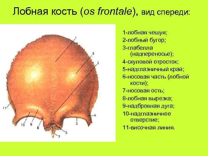 Лобная кость отростки. Лобная кость Синельников. Лобная кость анатомия надпереносье. Анатомия лобной кости черепа. Строение лобной кости черепа.