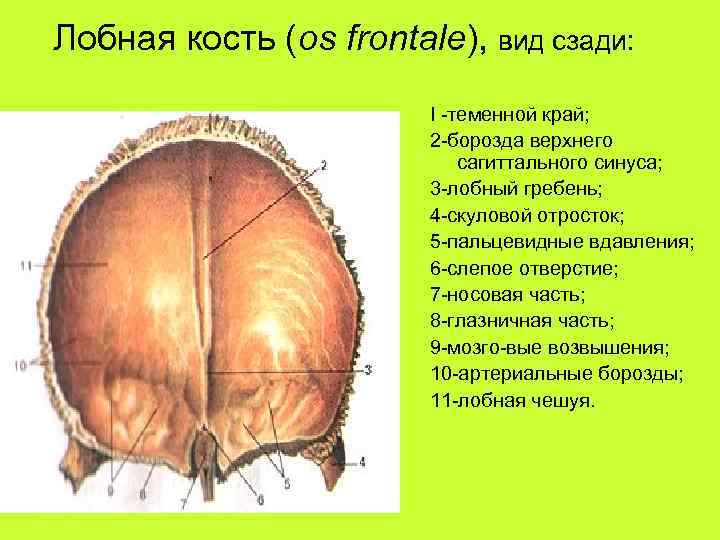 Лобная кость (os frontale), вид сзади: I -теменной край; 2 -борозда верхнего сагиттального синуса;