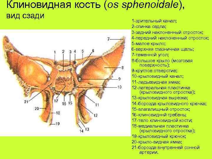 Клиновидная кость (os sphenoidale), вид сзади 1 -зрительный канал; 2 -спинка седла; 3 -задний