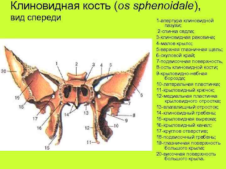 Подвисочный гребень клиновидной кости. Клиновидная кость черепа строение. Крыловидный гребень клиновидной кости. Клиновидная кость строение анатомия. Клиновидная кость клиновидный клюв.