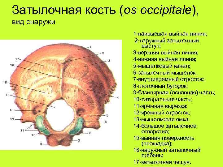 Мыщелки черепа. Верхняя выйная линия затылочной кости. Затылочная кость черепа анатомия. Затылочная кость черепа анатомия строение. Строение затылочной кости черепа.
