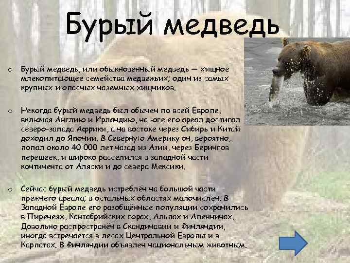 Камчатский бурый медведь сочинение описание по фотографии 5 класс