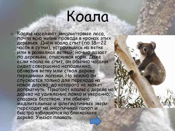 Коала o Коалы населяют эвкалиптовые леса, почти всю жизнь проводя в кронах этих деревьев.