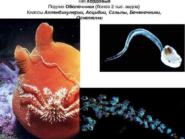 Тип Хордовые Подтип Оболочники (более 2 тыс. видов) Классы Аппендикулярии, Асцидии, Сальпы, Боченочники, Огнетелки