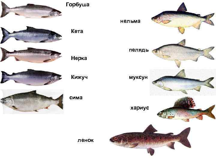 Горбуша нельма Кета пелядь Нерка Кижуч муксун сима хариус ленок 