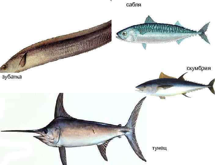 сабля скумбрия зубатка тунец 