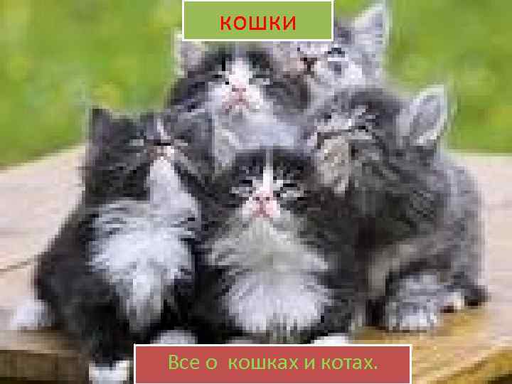кошки Все о кошках и котах. 