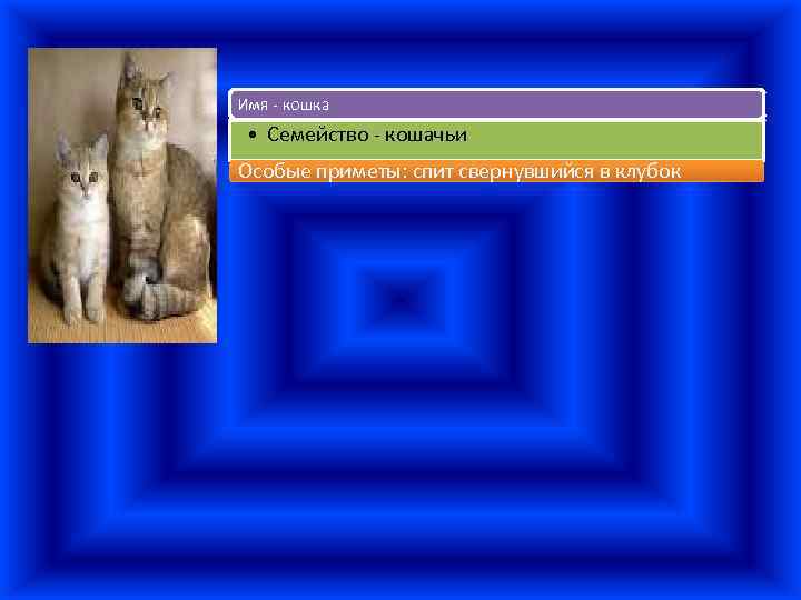 Имя - кошка • Семейство - кошачьи Особые приметы: спит свернувшийся в клубок 