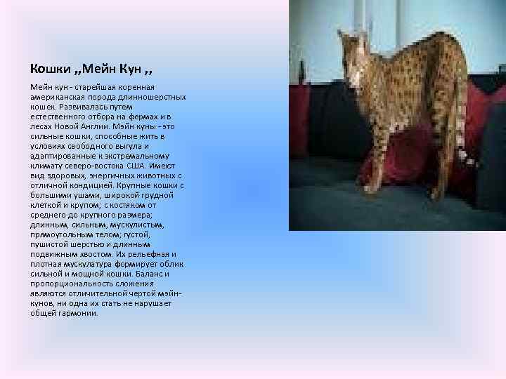 Кошки , , Мейн Кун , , Мейн кун - старейшая коренная американская порода