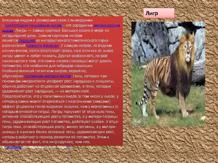 Лигр Внешним видом и размерами схож с вымершими в плейстоцене пещерным львом и его