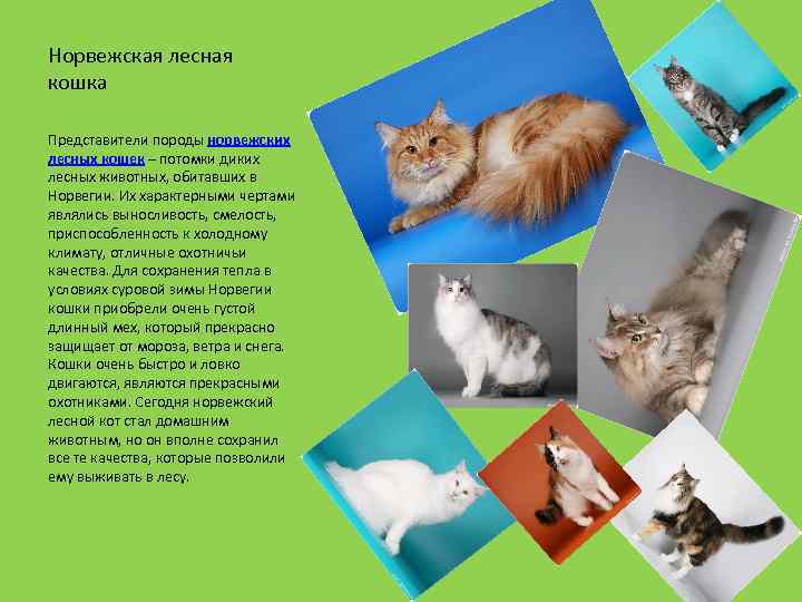 Норвежская лесная кошка Представители породы норвежских лесных кошек – потомки диких лесных животных, обитавших