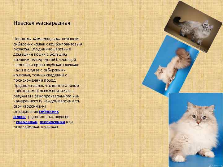 Невская маскарадная Невскими маскарадными называют сибирских кошек с колор-пойнтовым окрасом. Это длинношерстные домашние кошки