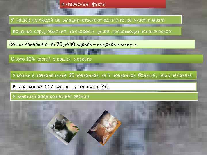 Интересные факты У кошек и у людей за эмоции отвечают одни и те же
