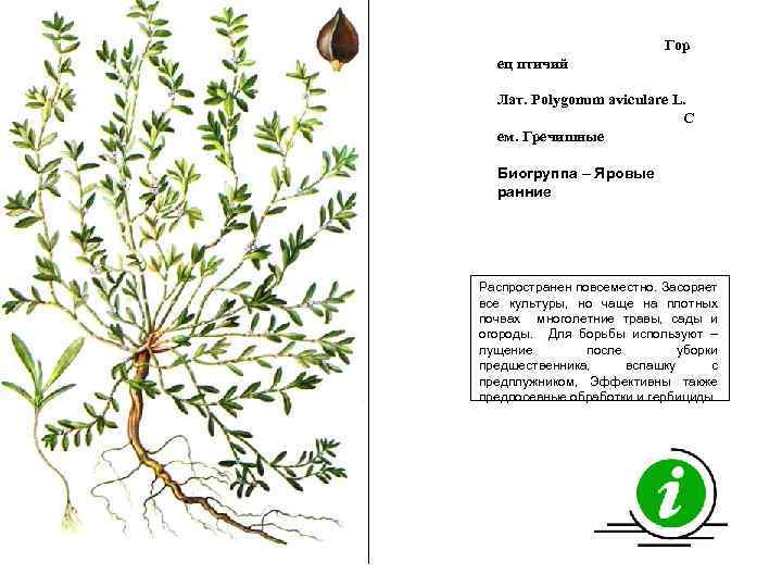 Гор ец птичий Лат. Polygonum aviculare L. С ем. Гречишные Биогруппа – Яровые ранние