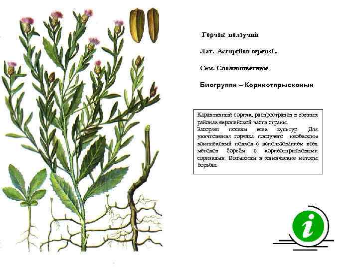 Горчак ползучий Лат. Acroptilon repens. L. Сем. Сложноцветные Биогруппа – Корнеотпрысковые Карантинный сорняк, распространен