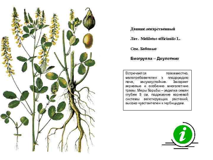 Донник лекарственный Лат. Melilotus officinalis L. Сем. Бобовые Биогруппа – Двулетние Встречается повсеместно, малотребователен