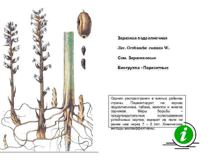 Заразиха подсолнечная Лат. Orobanche cumana W. Сем. Заразиховые Биогруппа - Паразитные Сорняк распространен в