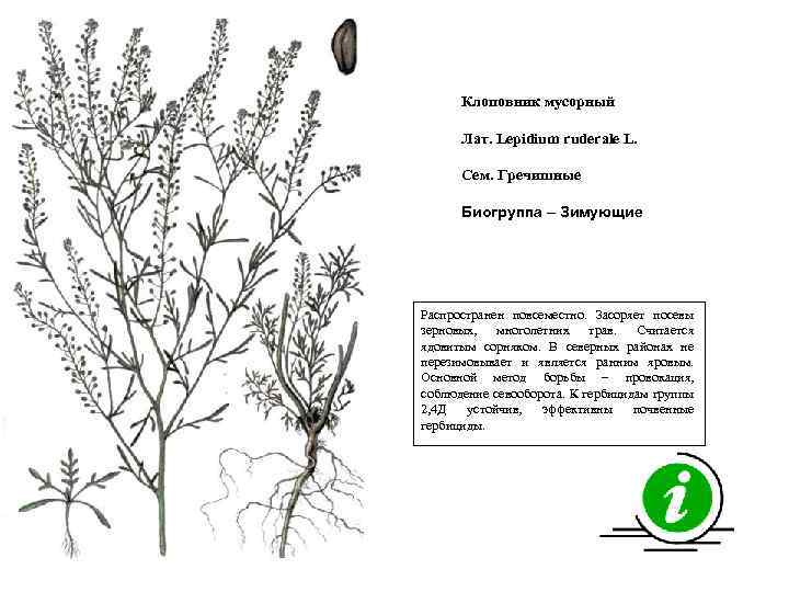 Клоповник мусорный Лат. Lepidium ruderale L. Сем. Гречишные Биогруппа – Зимующие Распространен повсеместно. Засоряет