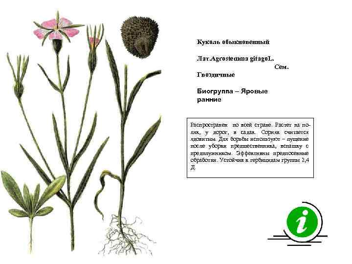 Куколь обыкновенный Лат. Agrostemma gitago. L. Сем. Гвоздичные Биогруппа – Яровые ранние Распространен по
