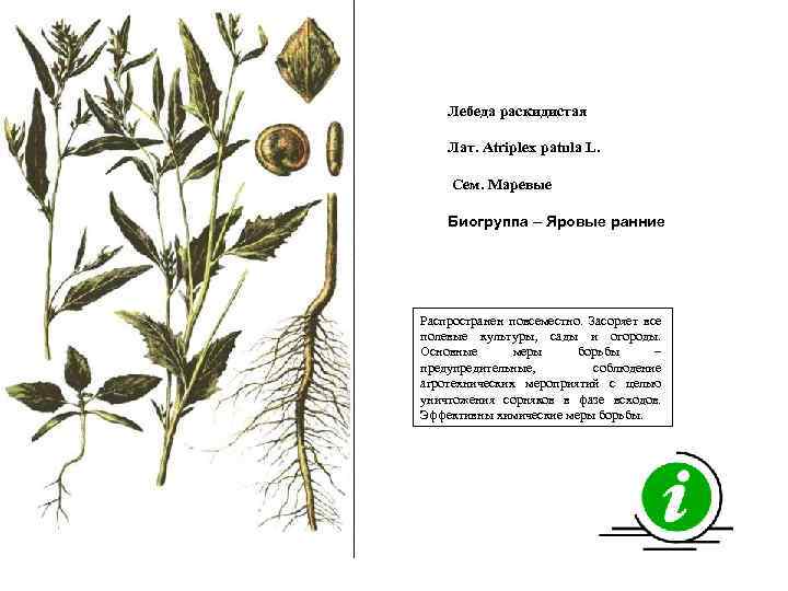 Лебеда раскидистая Лат. Atriplex patula L. Сем. Маревые Биогруппа – Яровые ранние Распространен повсеместно.