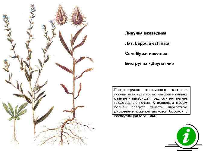 Липучка ежевидная Лат. Lappula echinata Сем. Бурачниковые Биогруппа - Двулетние Распространен повсеместно, засоряет посевы