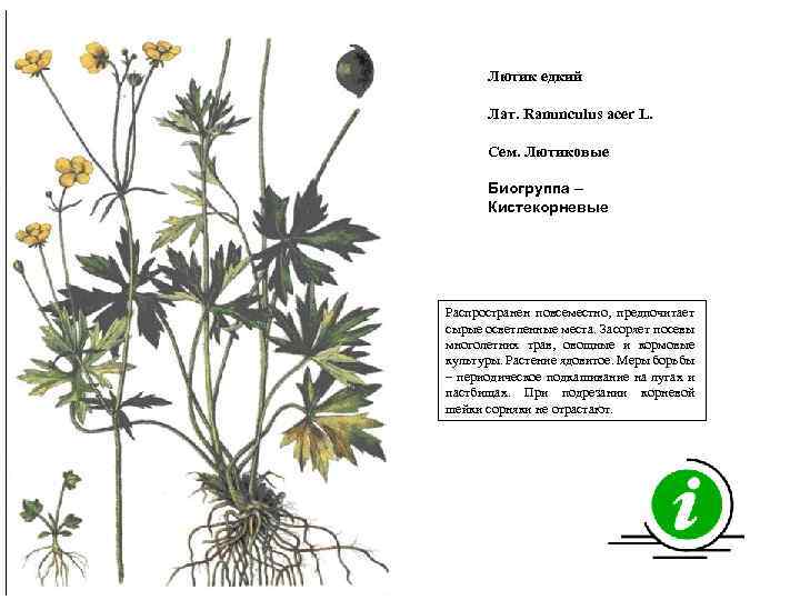 Лютик едкий Лат. Ranunculus acer L. Сем. Лютиковые Биогруппа – Кистекорневые Распространен повсеместно, предпочитает