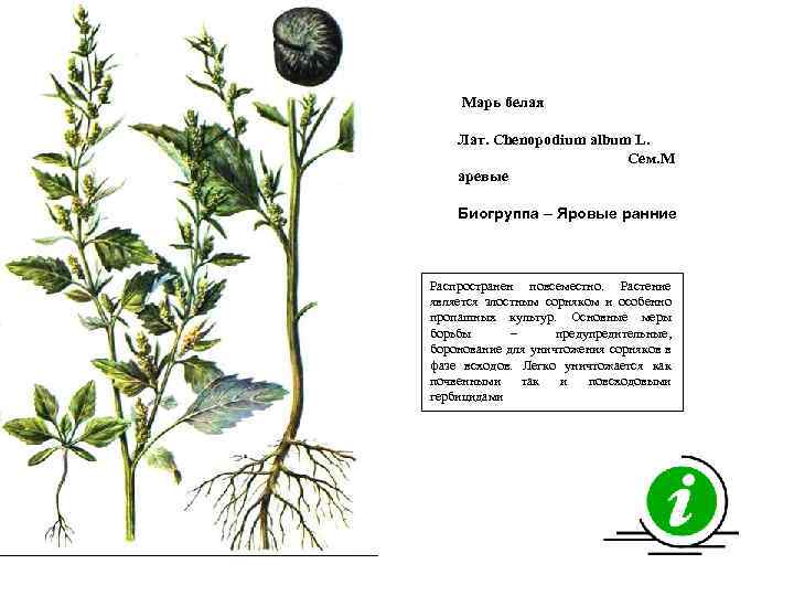 Марь белая Лат. Chenopodium album L. Сем. М аревые Биогруппа – Яровые ранние Распространен