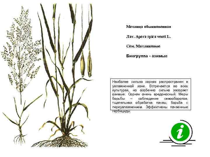 Метлица обыкновенная Лат. Apera spica venti L. Сем. Мятликовые Биогруппа - озимые Наиболее сильно