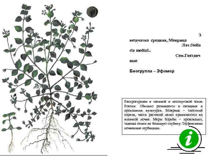З вездчатка средняя, Мокрица Лат. Stella ria media. L. Сем. Гвоздич ные Биогруппа –