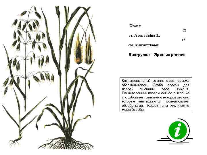 Овсюг Л ат. Avena fatua L. С ем. Мятликовые Биогруппа – Яровые ранние Как