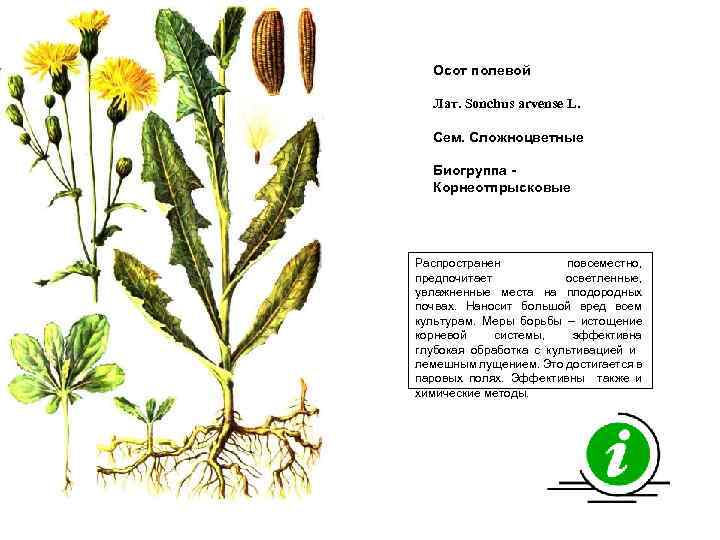 Осот полевой Лат. Sonchus arvense L. Сем. Сложноцветные Биогруппа Корнеотпрысковые Распространен повсеместно, предпочитает осветленные,