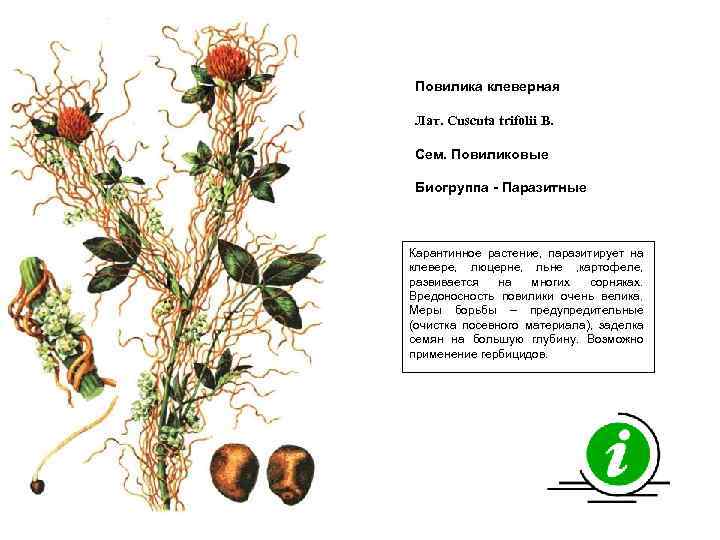 Повилика клеверная Лат. Cuscuta trifolii B. Сем. Повиликовые Биогруппа - Паразитные Карантинное растение, паразитирует