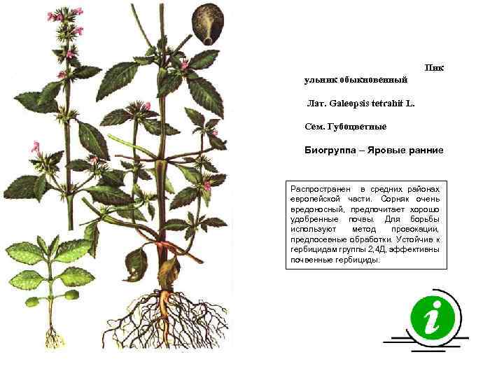 Пик ульник обыкновенный Лат. Galeopsis tetrahit L. Сем. Губоцветные Биогруппа – Яровые ранние Распространен